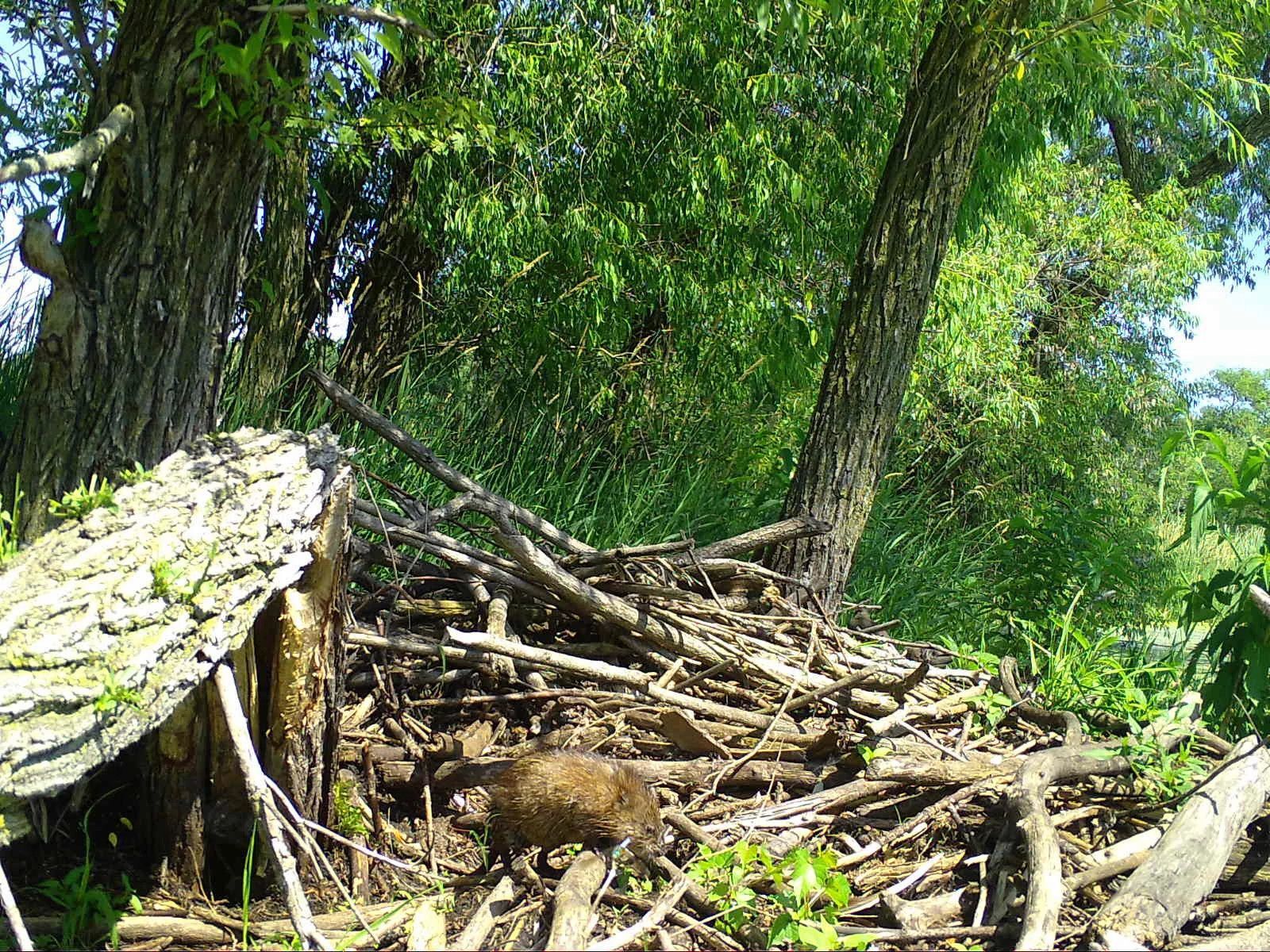 Dane_Muskrat_SSWI000000009761995.jpg